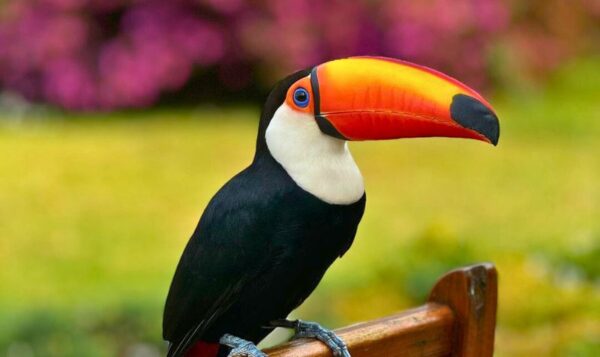 Tucano - Toriba, Hotel em Campos do Jordão
