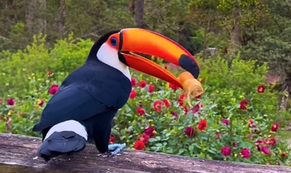 Tucano - Toriba, Hotel em Campos do Jordão