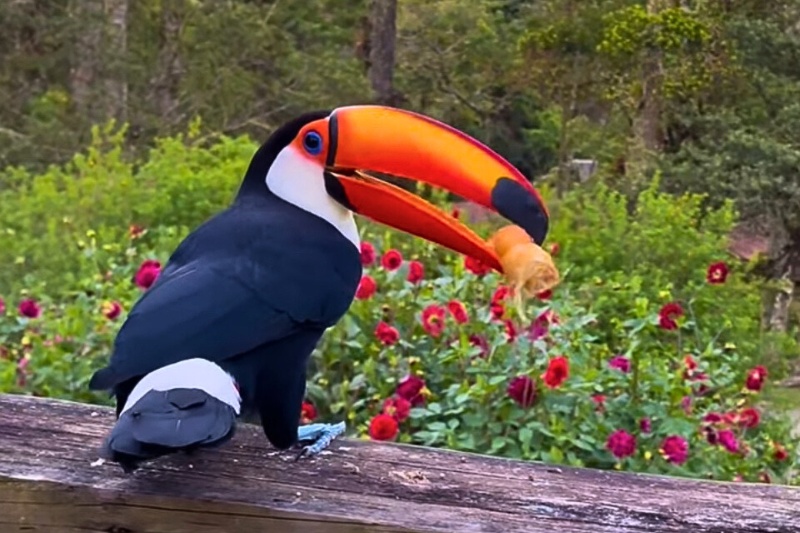 Tucano - Toriba, Hotel em Campos do Jordão