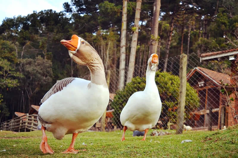 Fazendinha Toriba - Hotel Toriba em Campos do Jordão