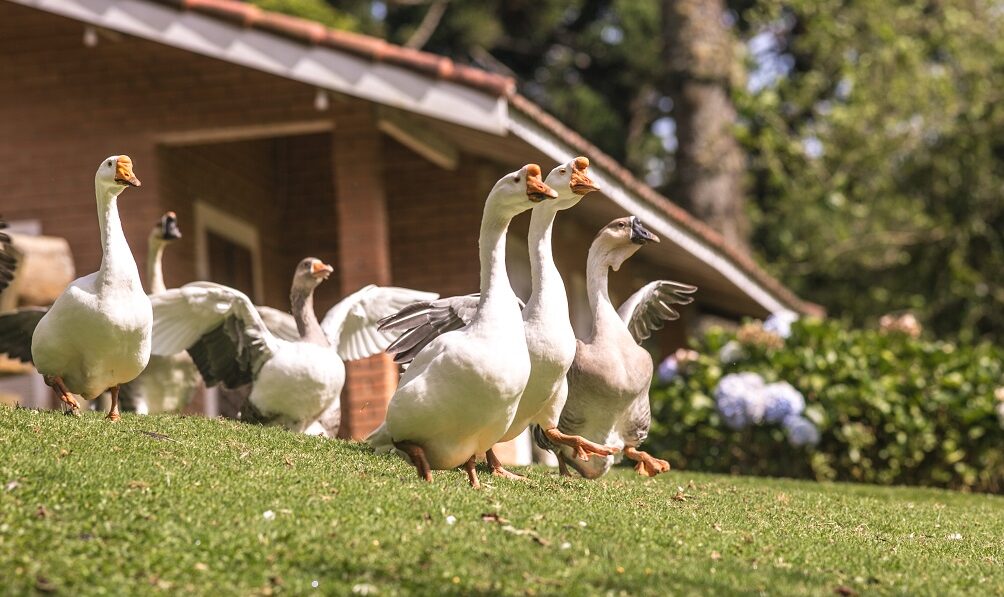 Fazendinha Toriba - Hotel Toriba em Campos do Jordão