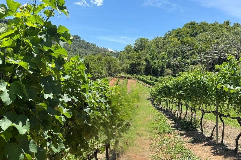 Visita à Vinícola Villa Santa Maria e Hotel Toriba em Campos do Jordão